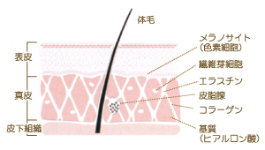 皮膚のイメージ