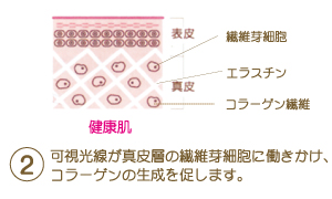 可視光線が真皮層の繊維芽細胞に働きかけ、コラーゲンの生成を促します。